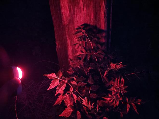 x小魔方头灯体验让你爱不释手!新葡京娱乐城超轻超能!Feni(图11) x小魔方头灯体验让你爱不释手!新葡京娱乐城超轻超能!Feni(图11)